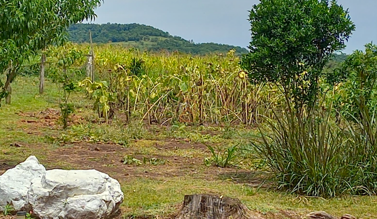 imagem-12
